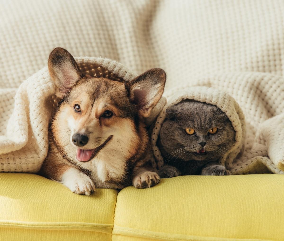 cat and dog under blanket