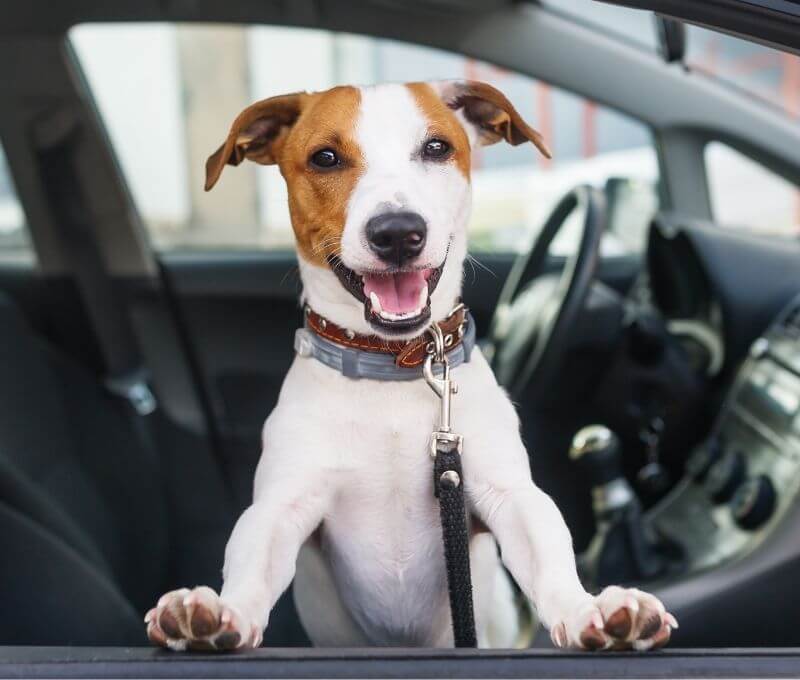dog sitting in a car