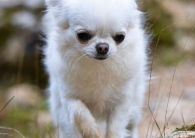 small white dog