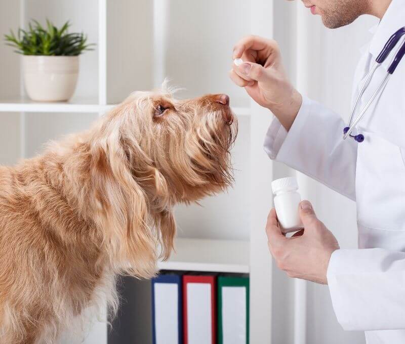 veterinarian giving medicine to dog