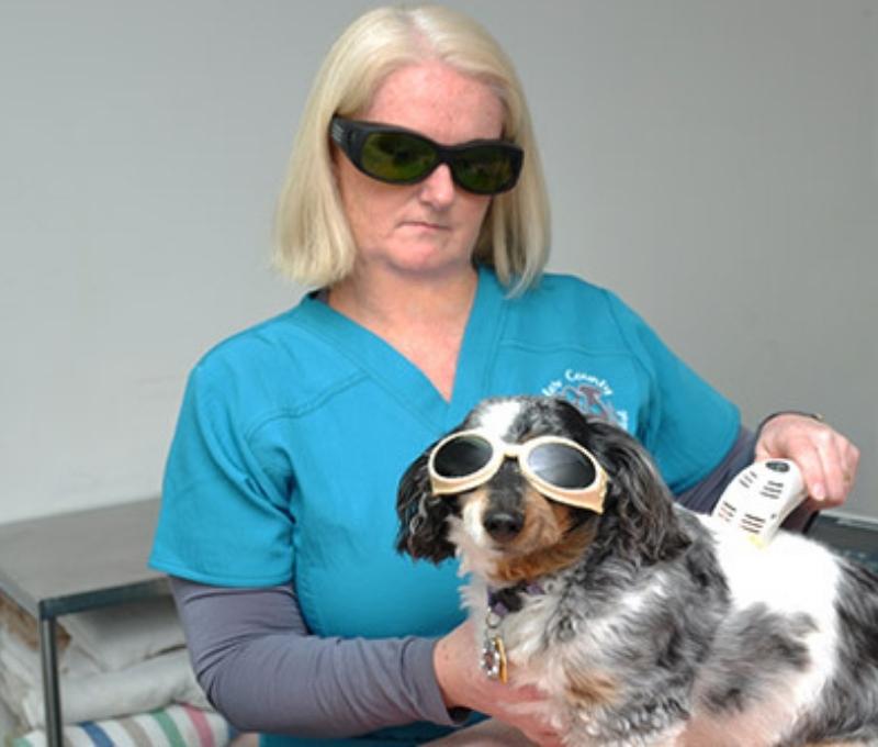 laser therapy for dog